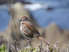 Melospiza melodia cleonensis