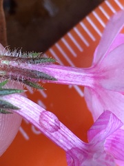 Phlox nivalis
