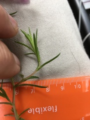 Phlox nivalis