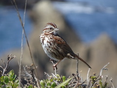 Melospiza melodia cleonensis