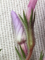 Phlox nivalis