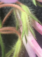 Phlox nivalis