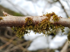 Orthotrichum columbicum