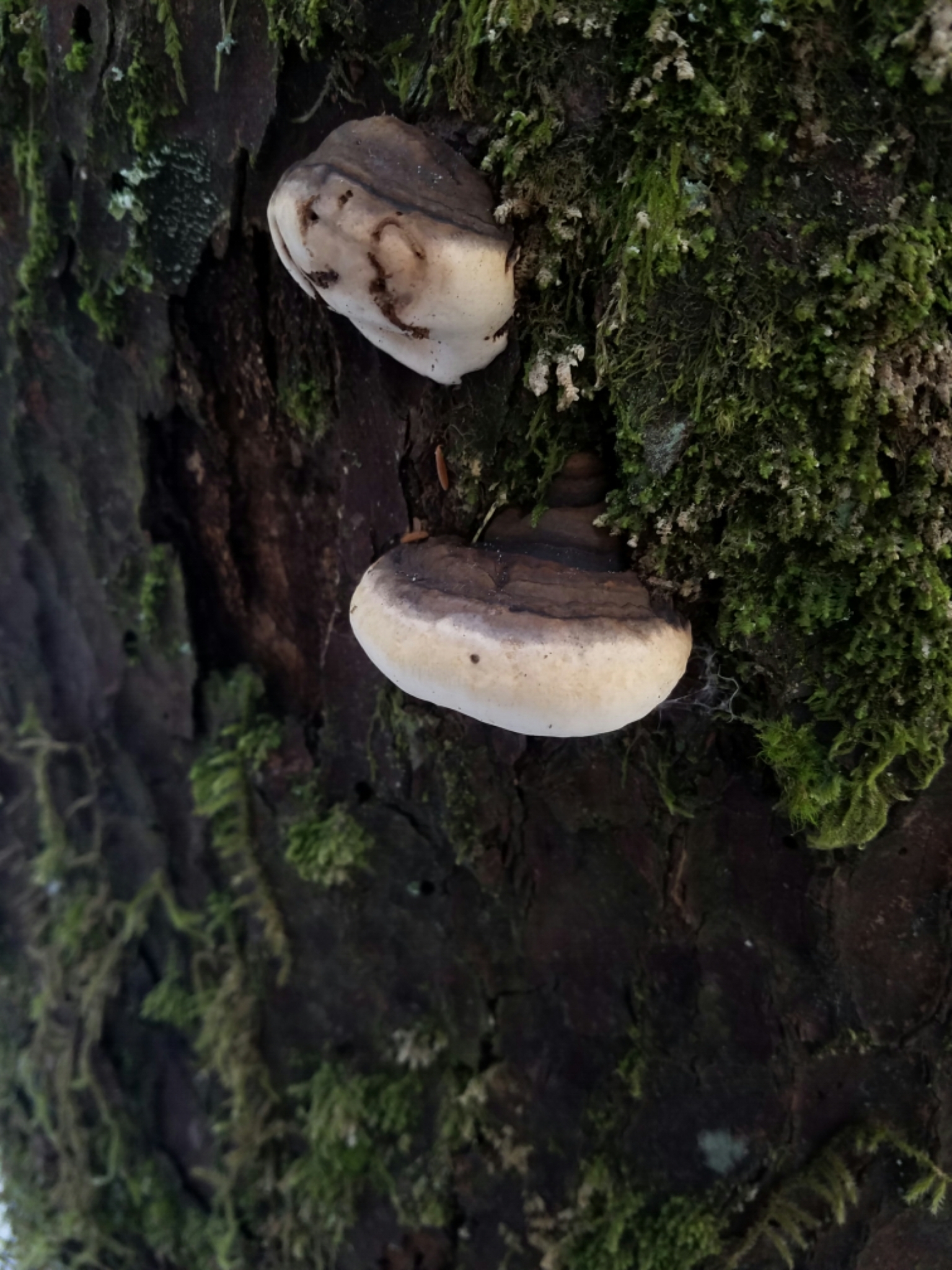 Fomitopsis ochracea image