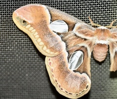 Rothschildia arethusa