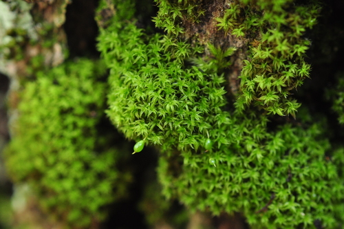 Park Yoke-Moss (Variety Zygodon viridissimus rupestris) · iNaturalist