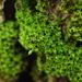 Park Yoke-Moss - Photo (c) Andrew Simon, some rights reserved (CC BY-NC), uploaded by Andrew Simon