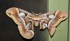 Rothschildia arethusa
