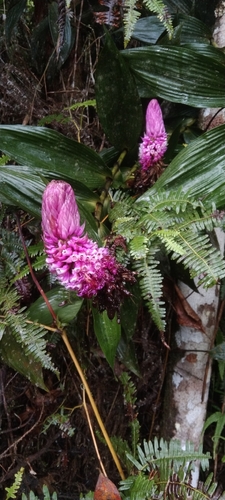 Elleanthus robustus (Rchb.f.) Rchb.f. 2