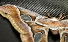 Rothschildia arethusa