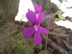 Pinguicula ehlersiae