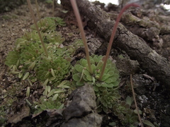 Pinguicula ehlersiae