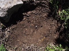 Pinguicula ehlersiae