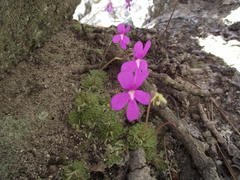 Pinguicula ehlersiae