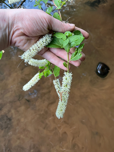 Itea virginica
