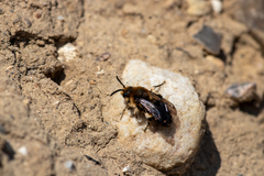 Melecta albifrons