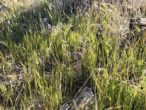 iNaturalist observation photo of cape ricegrass
