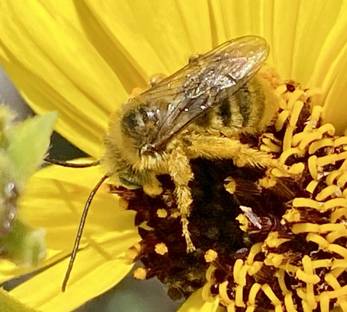 iNaturalist observation photo of Longhorn Bees