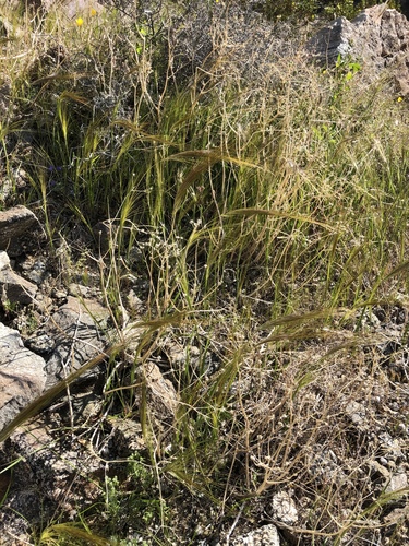 iNaturalist observation photo of cape ricegrass
