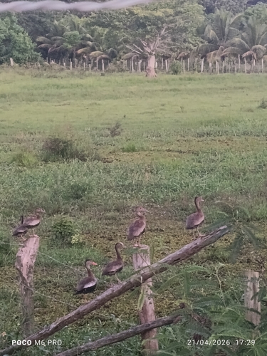 Black-bellied Whistling-Duck