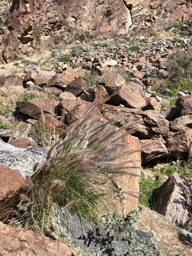 iNaturalist observation photo of Fountain Grass