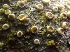 Lecanora caesiorubella caesiorubella