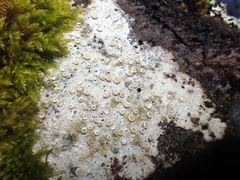 Lecanora caesiorubella caesiorubella