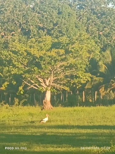 Maguari Stork