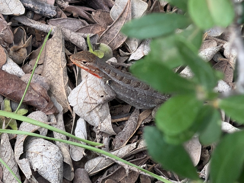 Rosebelly Lizard, Sceloporus variabilis
