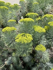 Hymenolepis