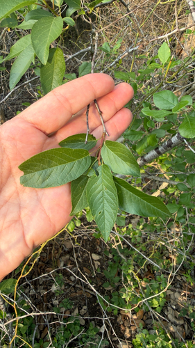 Prunus rivularis, photograph 2