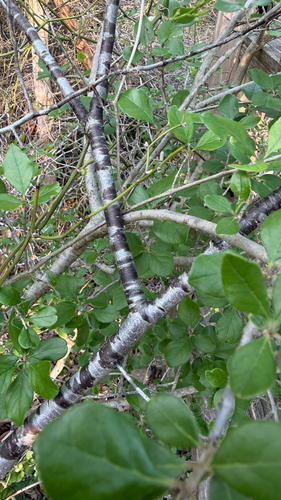 Prunus rivularis