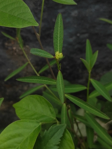 Microstachys chamaelea observed 2026-04-24
