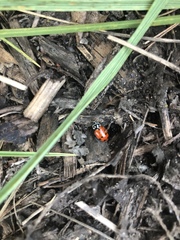 Hippodamia convergens