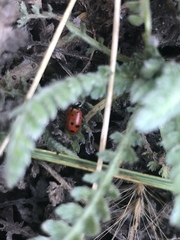 Hippodamia convergens