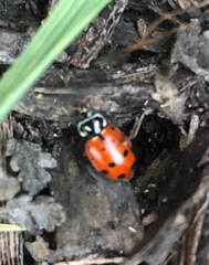 Hippodamia convergens