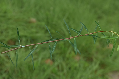 Euphorbia bongensis