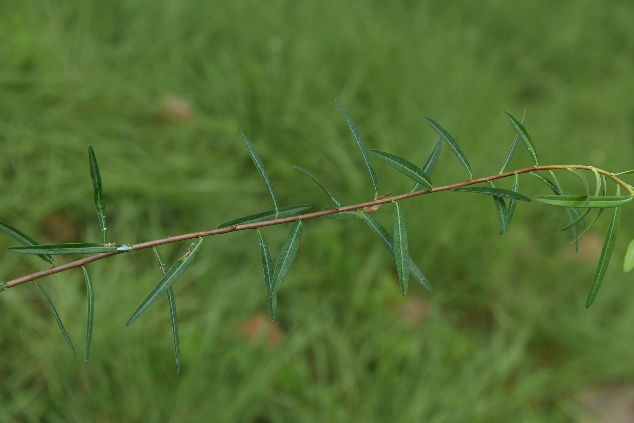 Euphorbia bongensis