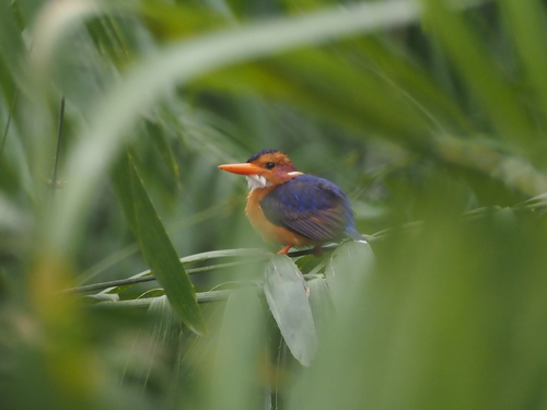 African Pygmy Kingfisher