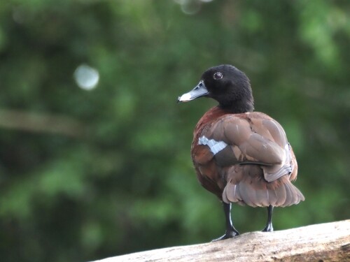 Hartlaub's Duck