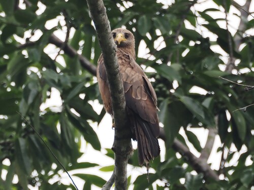 Black Kite