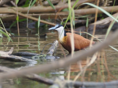 African Jacana