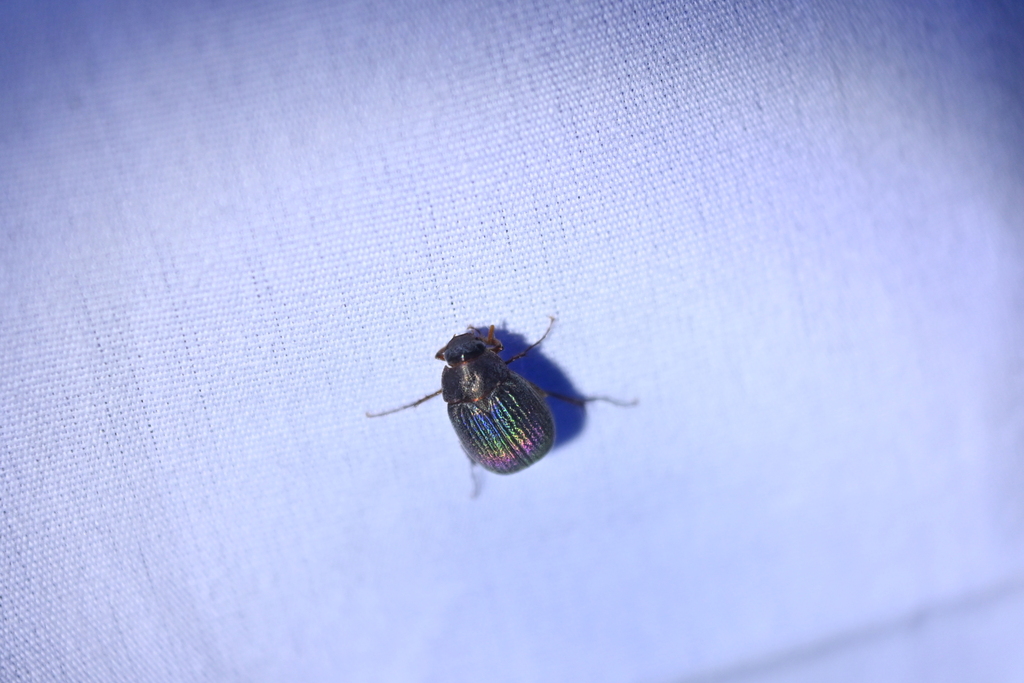 Serica iricolor