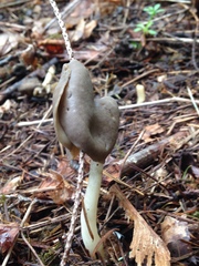 Helvella compressa