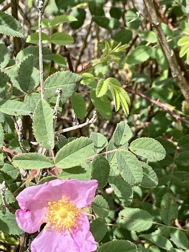 iNaturalist observation photo of California Wild Rose