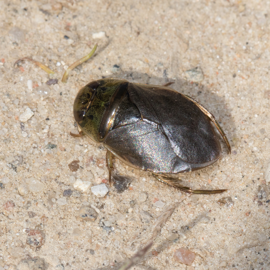 Eurasian Saucer Bug from Vesthimmerland, Danmark on April 29, 2026 at ...