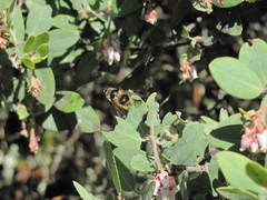Criorhina nigripes