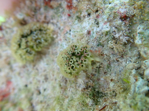 Elysia crispata