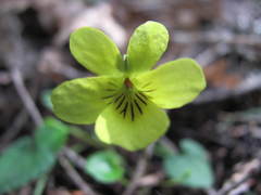 Viola sempervirens