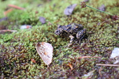 Eupsophus emiliopugini